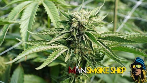 marijuana plant and cbd benefits